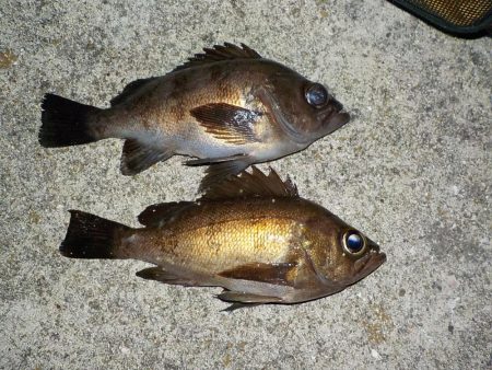 メバリング・餌釣り