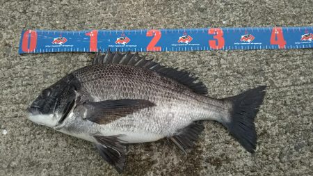 ちょこっとヘチ釣り  チヌ2枚