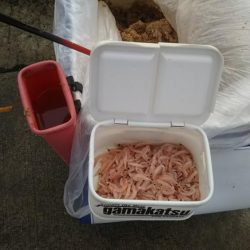 今日もフカセ釣り【ちぬ】