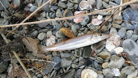 キスの投げ釣り