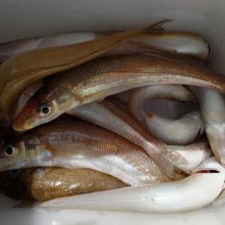 鯉川でのキス釣り