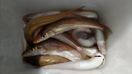 鯉川でのキス釣り