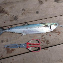 筏ショアジギング