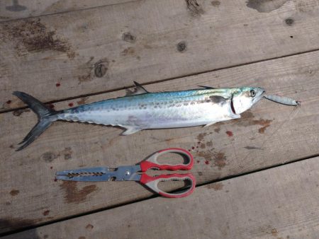 筏ショアジギング