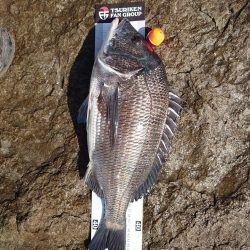 チヌ釣り(北九十九島)