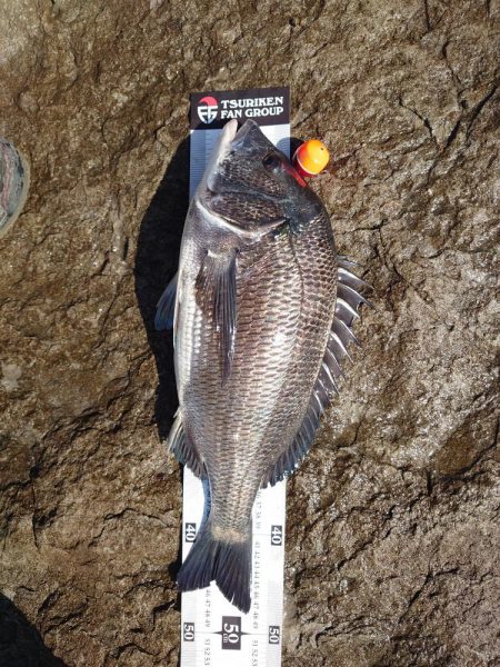 チヌ釣り(北九十九島)