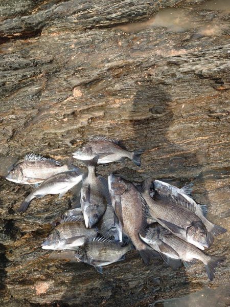 チヌ釣り(大村湾)