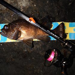 明石花冷えメバリング