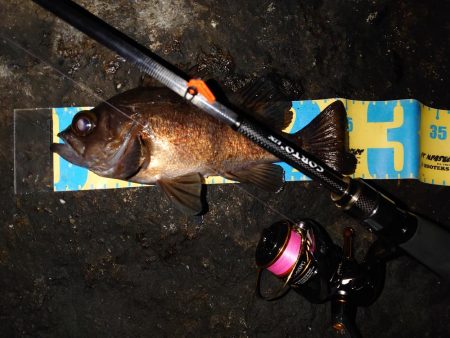 明石花冷えメバリング