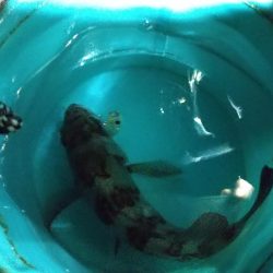 アジはどこに？