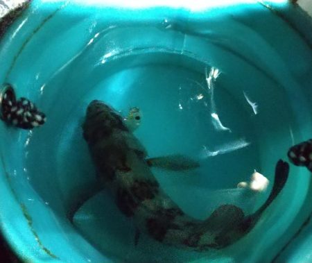 アジはどこに？