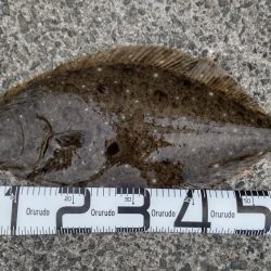 座布団にわずか届かず、、