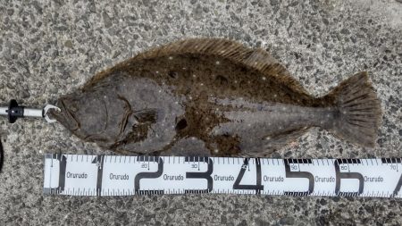 座布団にわずか届かず、、