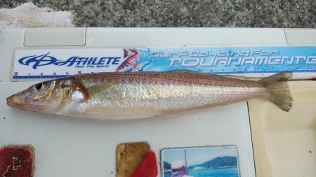 良型キスが釣れました