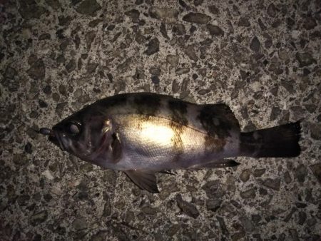 型は小さいが良いコンディションのメバル