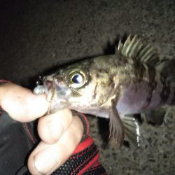 メバル活性高し