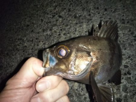 夜討ち朝駆け釣行