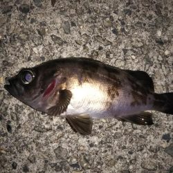 ハリ先の確認は必須