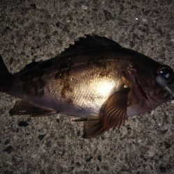 月夜にもめげず