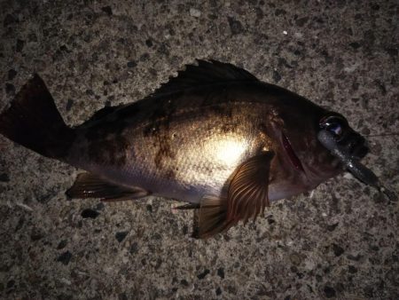 月夜にもめげず