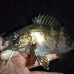 ひたすらランガン