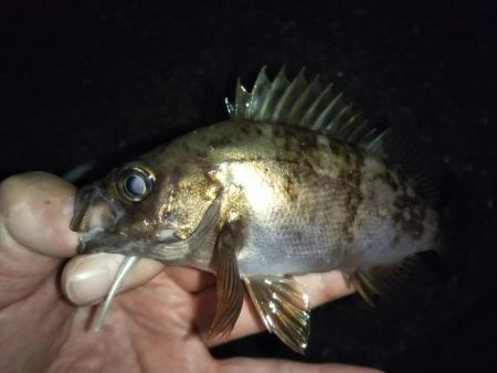 ひたすらランガン