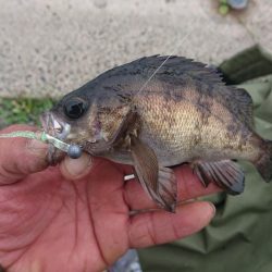 今日はガシラとアジとメバル