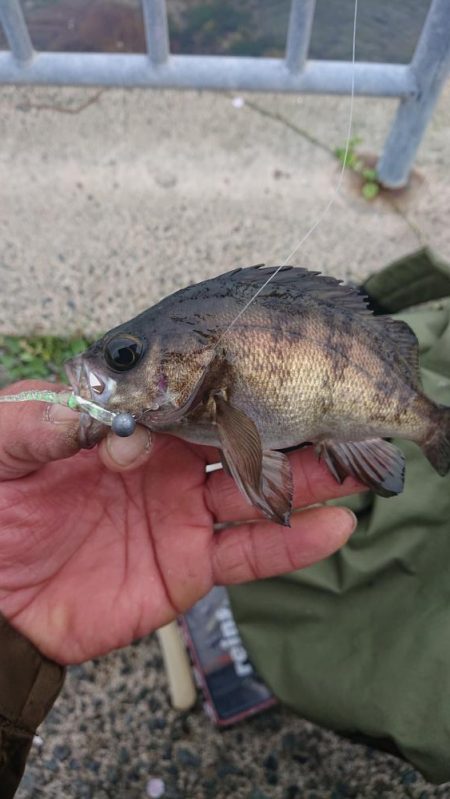今日はガシラとアジとメバル
