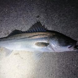 久しぶりのシーバス