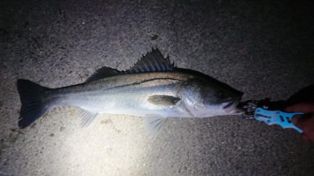 久しぶりのシーバス