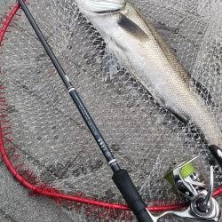 シーバス1  チヌ1  ボラ1