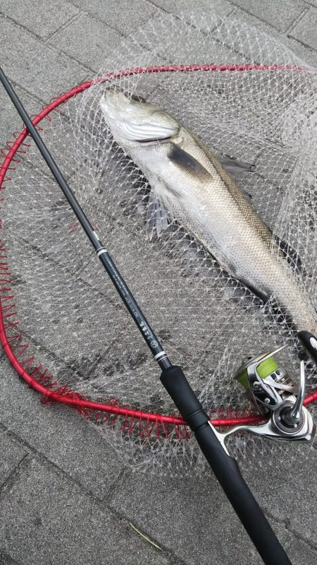 シーバス1  チヌ1  ボラ1