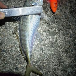 満月にアジのウキ釣り