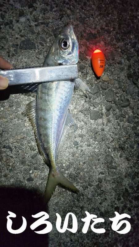 満月にアジのウキ釣り