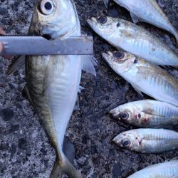 アジのウキ釣りとキス調査。