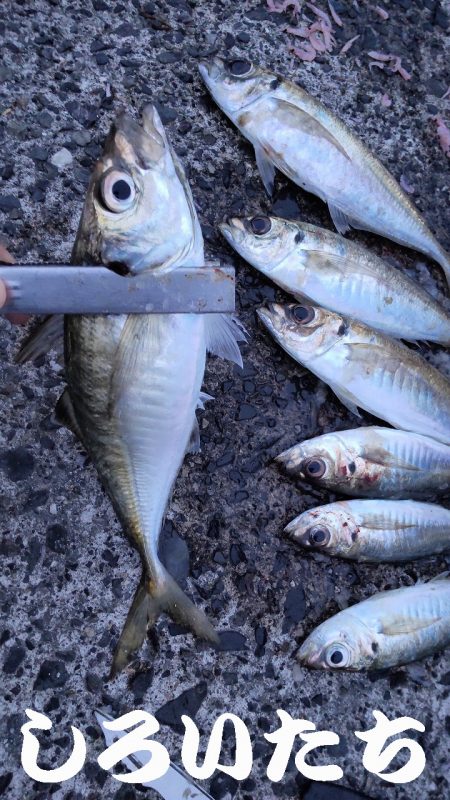 アジのウキ釣りとキス調査。