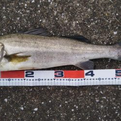 こんな場所で60センチオーバー!