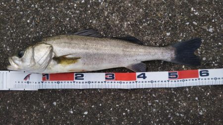 こんな場所で60センチオーバー！