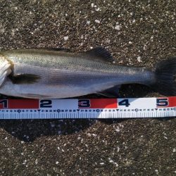 真っ昼50センチ越え2本！