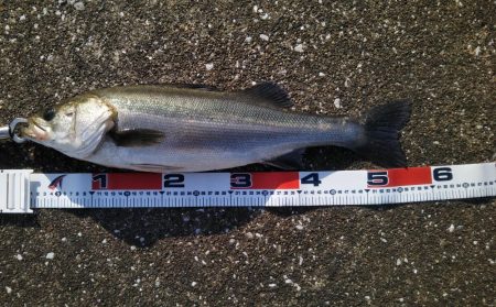 真っ昼50センチ越え2本！