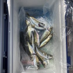 ひっさびさのサビキ釣り