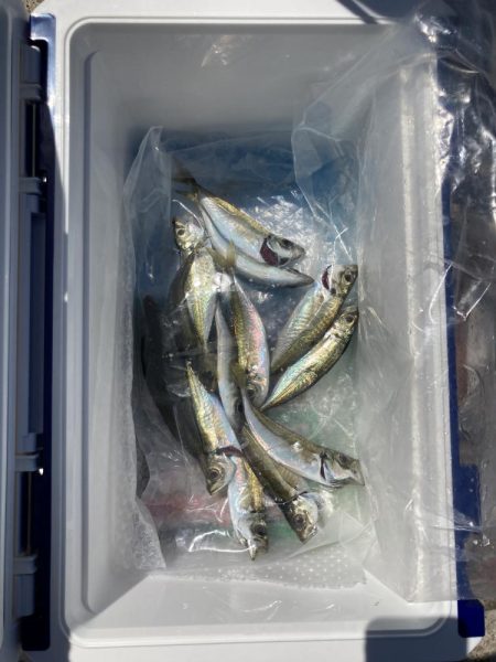 ひっさびさのサビキ釣り