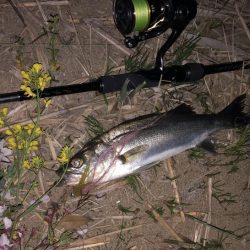 チーバスでした。