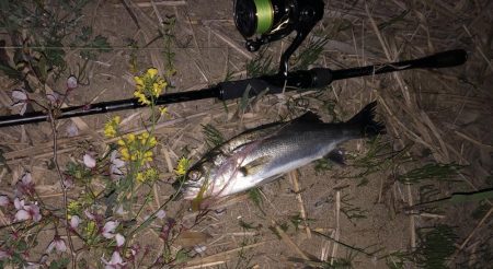 チーバスでした。