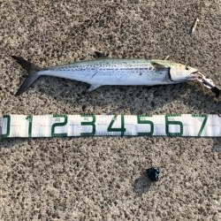 寝坊からのショアジギング