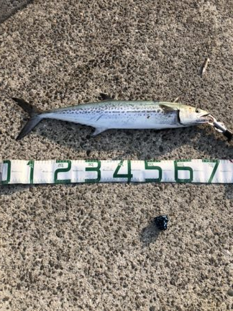 寝坊からのショアジギング