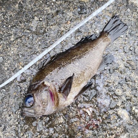 渋めでした、サイズが