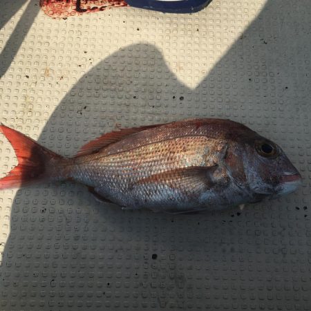 たかたか釣り日記