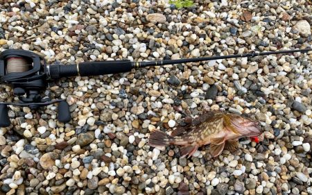 鳥飼漁港にて穴釣り！まだ寒いが、果たして釣…