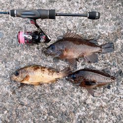 新竿投入し、自己記録更新！